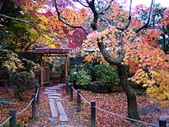 南禅寺の天授庵の紅葉の画像