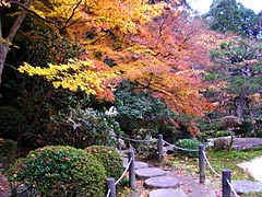南禅寺の天授庵の紅葉の画像
