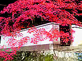 京都の哲学の道の紅葉の画像