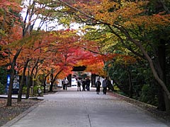 東福寺の紅葉の画像