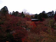 東福寺の通天橋の紅葉の画像