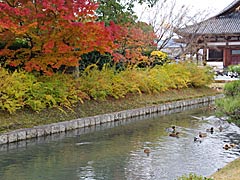 東寺の紅葉の画像