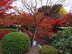 東寺の紅葉の画像