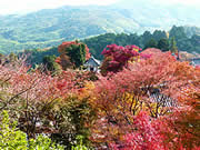 京都の善峯寺の紅葉の画像