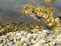 赤崎海岸の岩礁の画像
