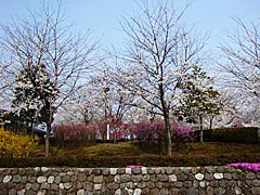 志乎・桜の里古墳公園の桜の画像