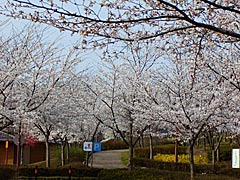 志乎・桜の里古墳公園の桜の画像