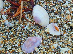 増穂浦海岸の貝殻