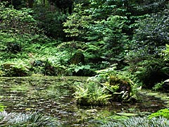 赤蔵山御手洗池の画像