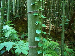 モーゼパークの竹林の画像