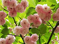 来迎寺菊桜の画像