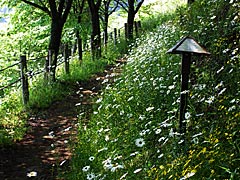 志乎・桜の里古墳公園の散策路の画像