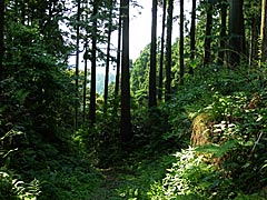 末森城跡の山林の画像