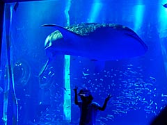 のとじま水族館のジンベエザメの画像