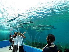 のとじま水族館のイルカが泳ぐトンネル水槽の画像