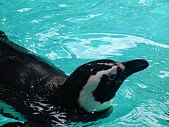 のとじま水族館のペンギンの画像