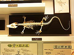 滋賀県立琵琶湖博物館の琵琶湖のおいたち展示室の画像