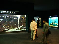 滋賀県立琵琶湖博物館の水族展示室の画像