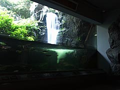 滋賀県立琵琶湖博物館の水族展示室の画像