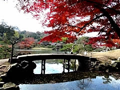 彦根城玄宮園の紅葉の画像