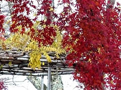 彦根城の紅葉の画像