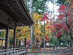 日吉神社の紅葉の画像
