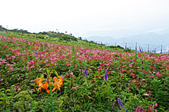 伊吹山の画像