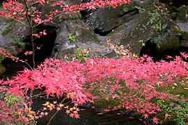 石山寺の紅葉の画像