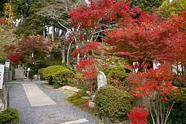 常楽寺の紅葉の画像