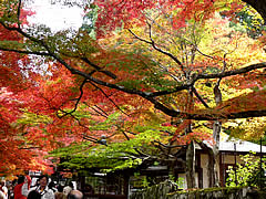 金剛輪寺の紅葉の画像