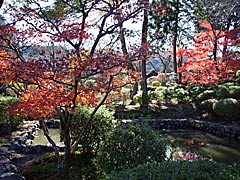 三井寺の紅葉の画像