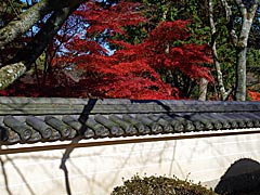 三井寺の紅葉の画像