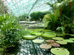 草津市立水生植物公園みずの森の風景の画像