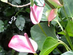 草津市立水生植物公園みずの森の花壇や温室の花の画像