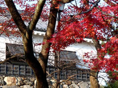 長浜城の紅葉の画像