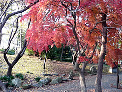長浜城の紅葉の画像