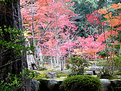 西明寺の紅葉の画像