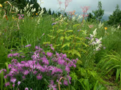 西山高山植物順化試験地のお花畑の画像