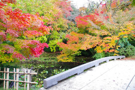 高岡古城公園の紅葉