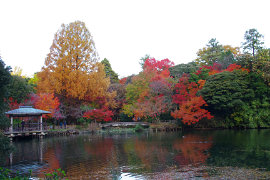 高岡古城公園の紅葉