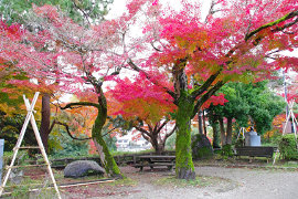 高岡古城公園の紅葉