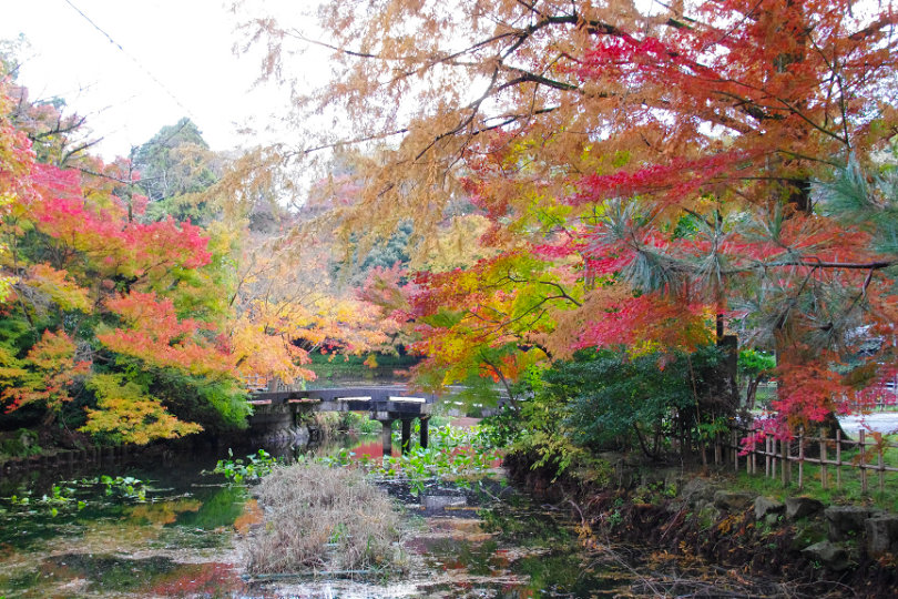 高岡古城公園の紅葉の画像