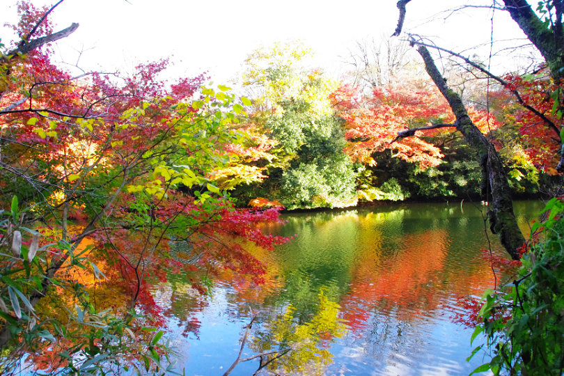 高岡古城公園の紅葉の画像