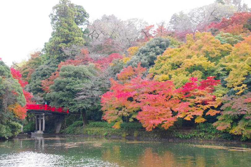 高岡古城公園の紅葉の画像