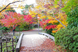 高岡古城公園の紅葉