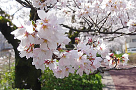 松川べりの桜