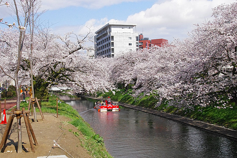 松川べりの桜