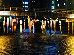 浅野川の鯉流し水中ライトアップの画像