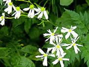 白山の花