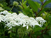 白山の花